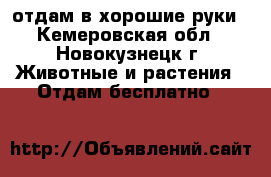 отдам в хорошие руки - Кемеровская обл., Новокузнецк г. Животные и растения » Отдам бесплатно   